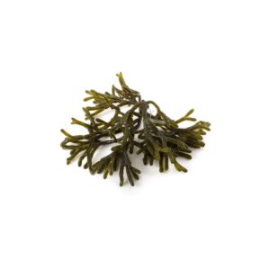 Alga Percebe (Codium) 200 gr.